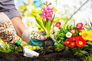 Cuidados com Plantas: dicas essenciais para jardineiros iniciantes