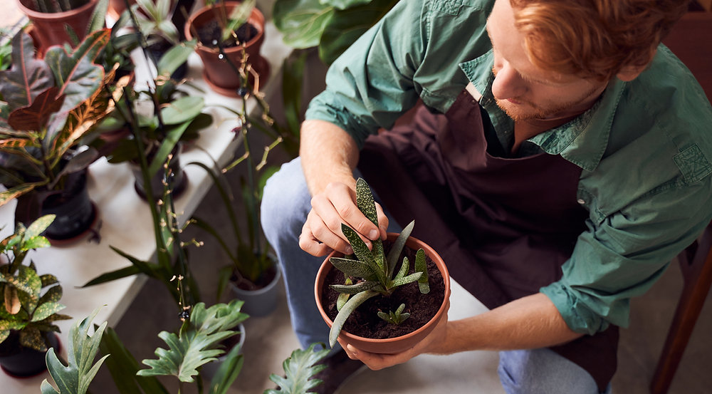 Cuidados com Plantas: dicas essenciais para jardineiros iniciantes