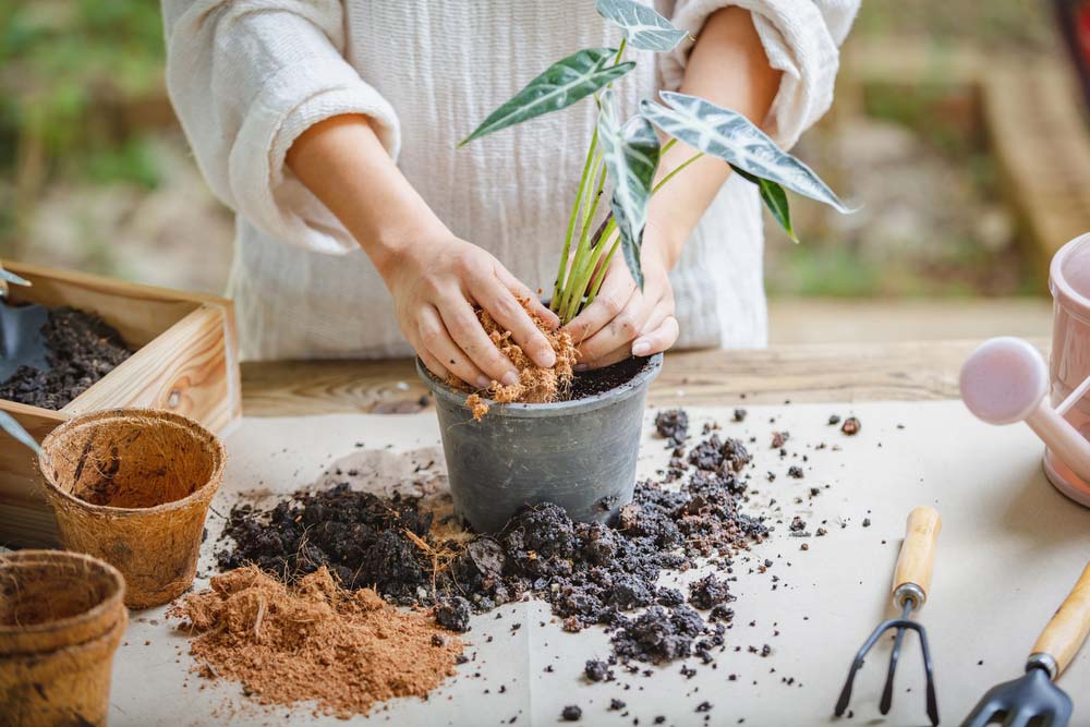 Cuidados com Plantas: dicas essenciais para jardineiros iniciantes