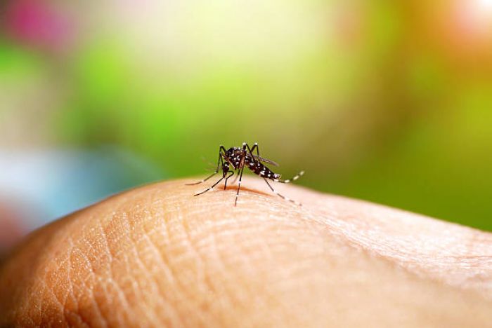 Entendendo a Dengue: sintomas, tratamentos e prevenção