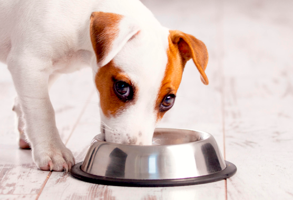 Guia Completo de Cuidados com Pets: Da Saúde à Alimentação e Exercícios