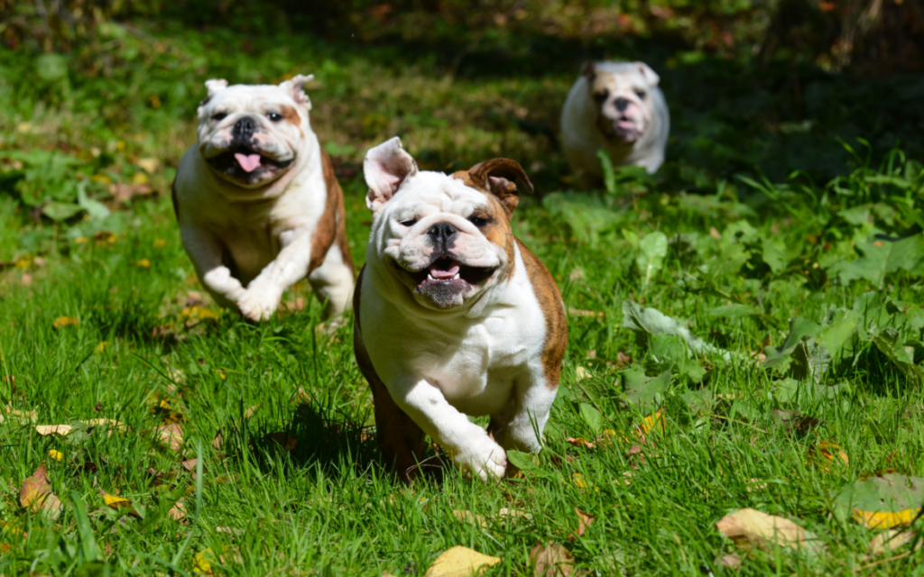 Guia Completo de Cuidados com Pets: Da Saúde à Alimentação e Exercícios