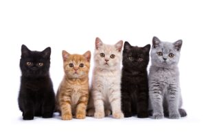 Nomes para Gatos: 100 ideias criativas