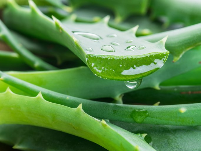 Dicas de Remédios Caseiros: Soluções Naturais para o Dia a Dia