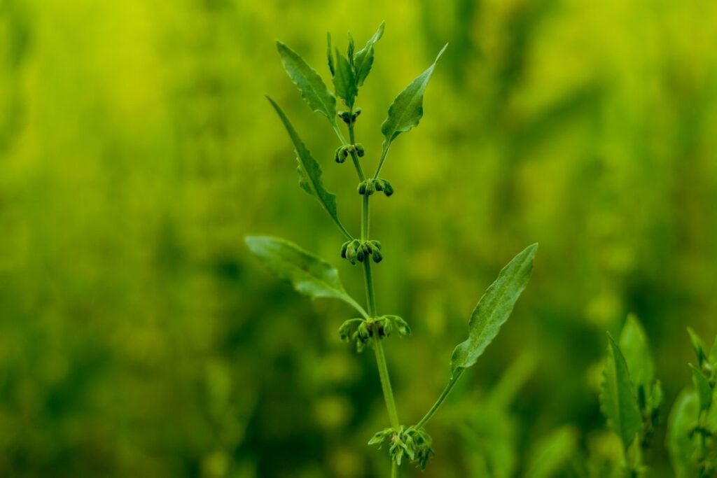 Erva Santa Maria: Tudo o Que Você Precisa Saber Sobre Esta Planta Poderosa