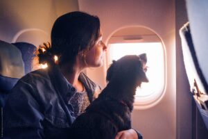 Viajar de Avião com Animais de Estimação: Tudo Sobre o Assunto