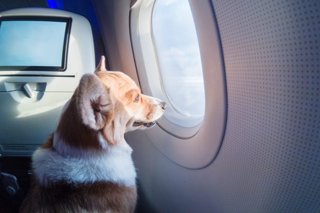 Viajar de Avião com Animais de Estimação: Tudo Sobre o Assunto