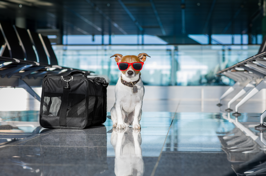 Viajar de Avião com Animais de Estimação: Tudo Sobre o Assunto