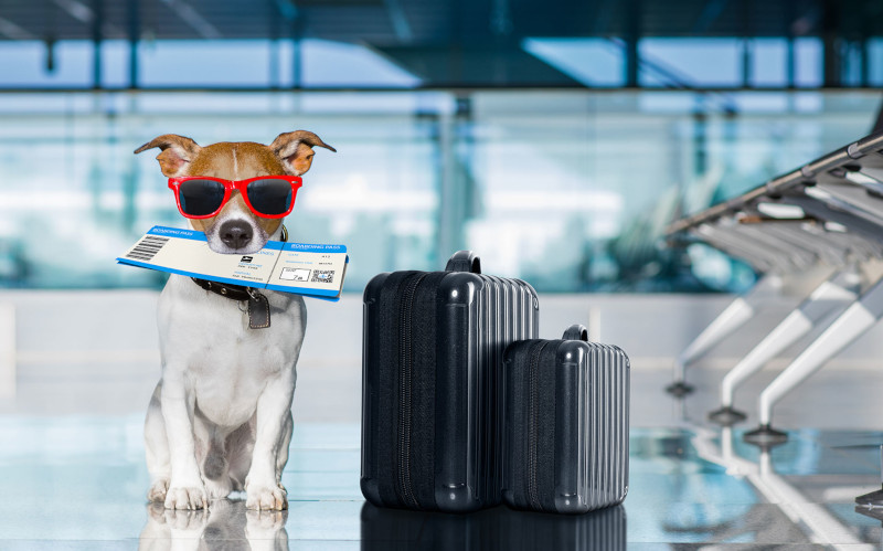 Viajar de Avião com Animais de Estimação: Tudo Sobre o Assunto