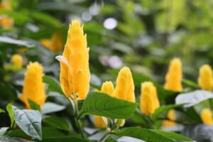 Planta Camarão Amarelo: cultivo, significado