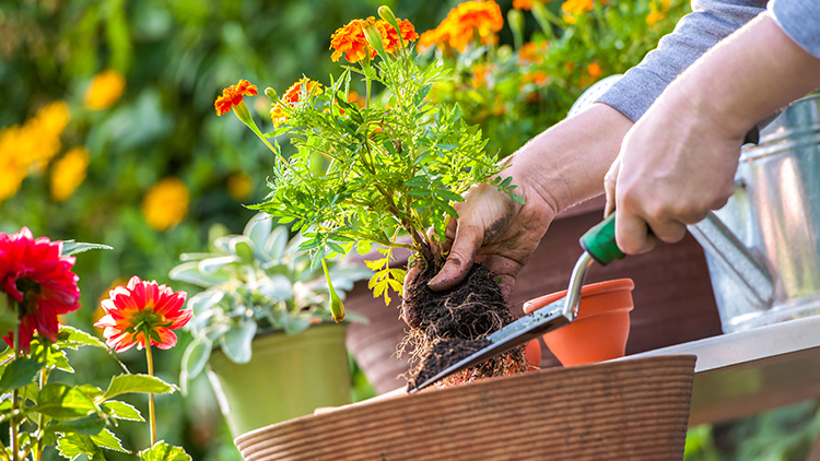 Plantas para Jardim: sugestões, decoração