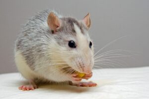 Como Acabar com Ratos