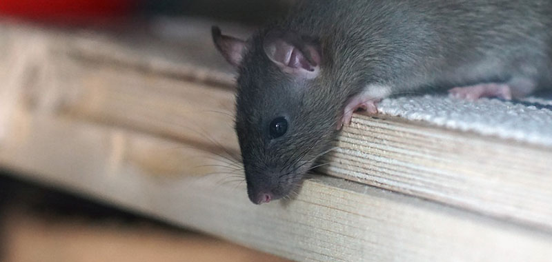 Como Acabar com Ratos